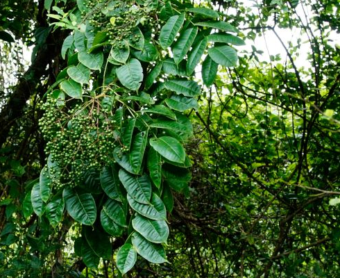 Loại hạt bé tí có vị hăng trở thành linh hồn ẩm thực Tây Bắc, giá lên đến 400.000 đồng/kg vẫn được săn lùng