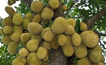 Trồng loại mít đặc biệt trái đẹp múi ngon, mỗi héc ta nông dân lãi 700 triệu