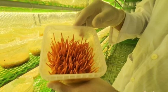 Đông trùng hạ thảo chuẩn bị thu hoạch