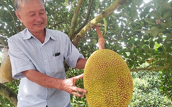 Vườn mít ruột đỏ tiền tỷ của ông Nguyễn Minh Trắng. Vườn mít ruột đỏ tiền tỷ của ông Nguyễn Minh Trắng.