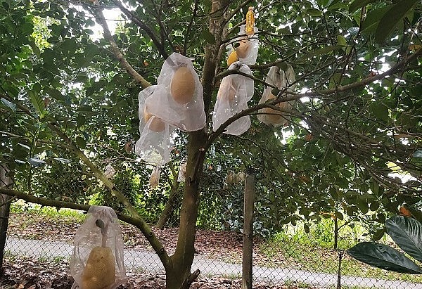 Vườn mít ruột đỏ của ông Lê Văn Út, ấp 6 xã Vị Đông. Vườn mít ruột đỏ của ông Lê Văn Út, ấp 6 xã Vị Đông.