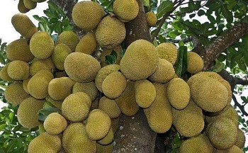 Trồng loại mít đặc biệt trái đẹp múi ngon, mỗi héc ta nông dân lãi 700 triệu