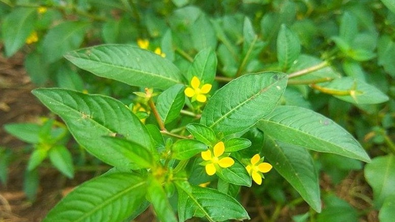 Loại cây dại xưa nhổ vứt đi, nay thành đặc sản ngon nức tiếng có tiền cũng khó mua