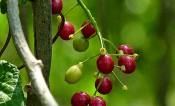 Loại cây chỉ nghe tên đã biết tác dụng, là thuốc quý cho người mắc bệnh xương khớp