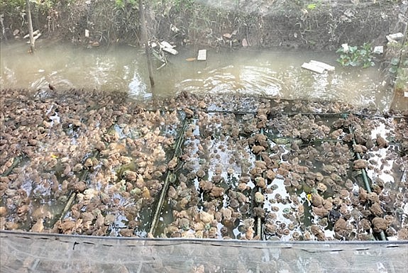 Trại nuôi ếch trong vèo của anh Vui đầu tư rất đơn giản mà nuôi hàng vạn con ếch.