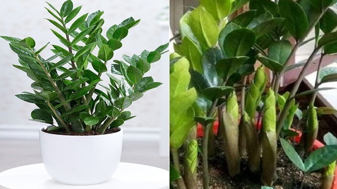 Trồng cây kim tiền mùa đông nhớ quy tắc “3 ít - 2 nhiều” giúp chồi non phá đất mọc lên tua tủa