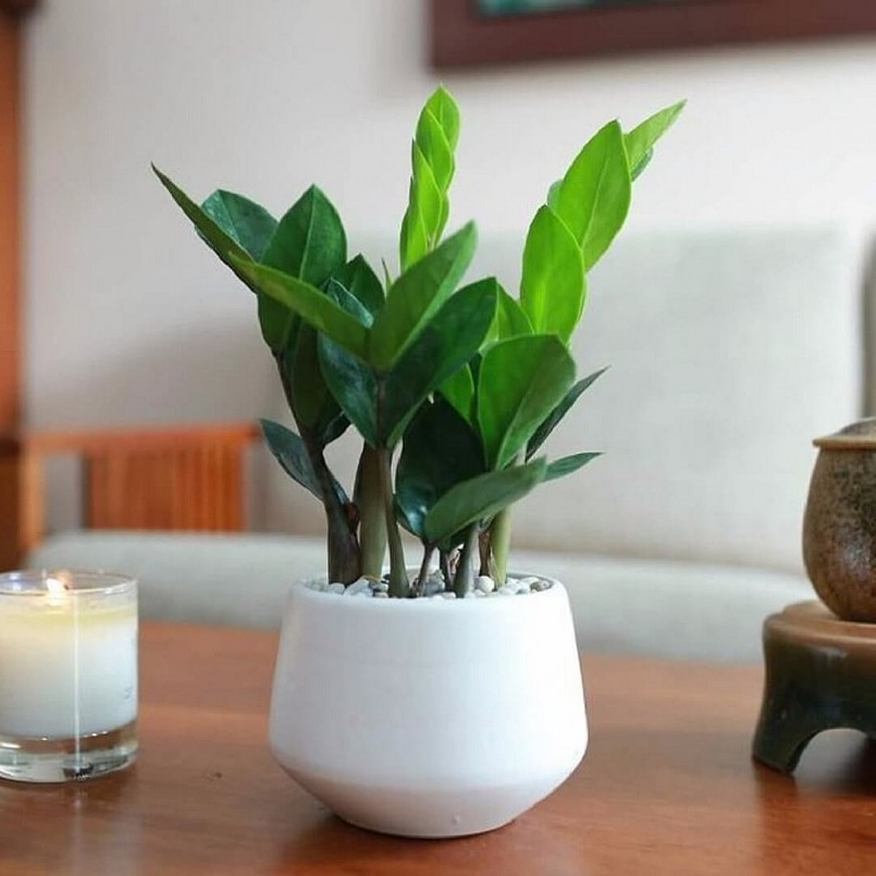 Năm 2023 kỵ người tuổi Tý, nên trồng cây gì để đuổi vận xui?