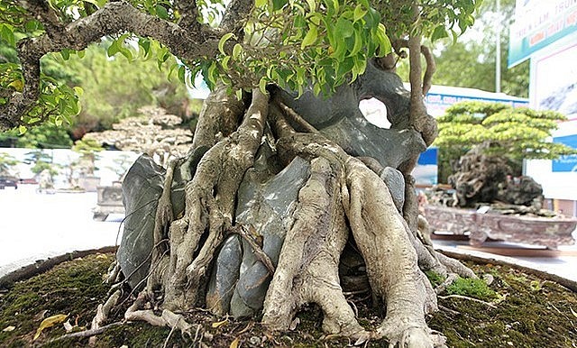 Đây là tác phẩm siêu kinh điển, để làm được tác phẩm này, tác giả phải mất hàng chục năm. Còn cây sanh này có tuổi thọ gần 100 năm.