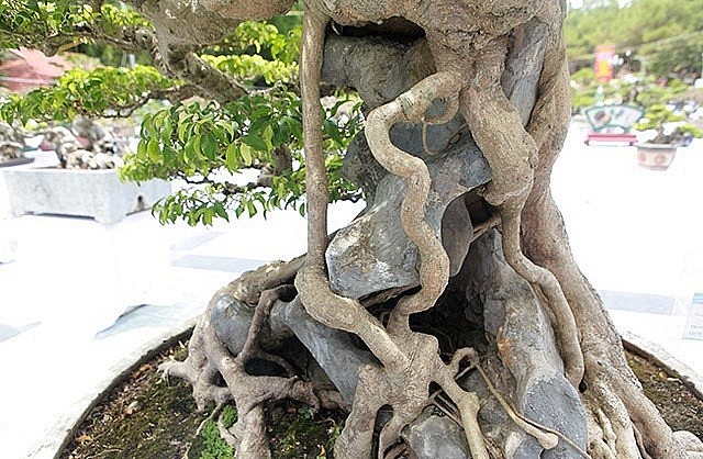 Chủ nhân của tác phẩm là ông Đặng Xuân Cường. Nghệ nhân Đặng Xuân Cường hay còn gọi là Cường họa sỹ, được ví là “ông vua cây cảnh Việt” nhờ hàng loạt tác phẩm tạo tác giá trị.