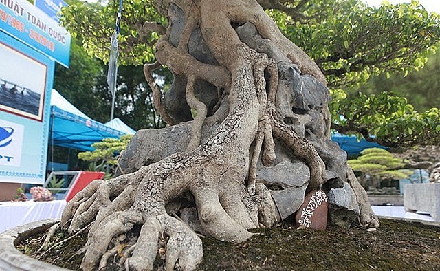 Ông Cường chính là chủ nhân của những “siêu” cây cảnh đắt đỏ bậc nhất và được ví là “kiệt tác hiếm có, khó tìm” như: Mâm xôi con gà, Dấu ấn thời gian, Sanh cổ Huyền Phượng Vũ…