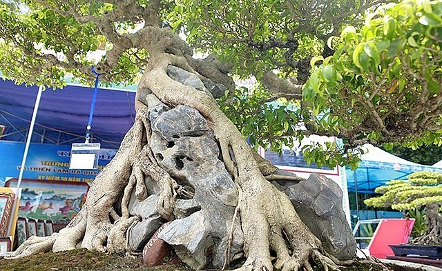 Nhiều khách đến hỏi mua nhưng ông Cường không bán vì đây là cây sanh đầu tiên ông Cường tạo tác, dành rất nhiều tâm huyết nên giá cả chỉ là một phần.