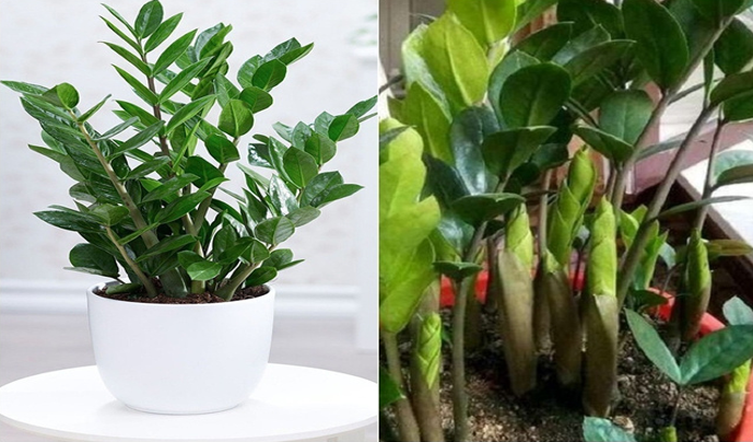 Trồng cây kim tiền mùa đông nhớ quy tắc “3 ít - 2 nhiều” giúp chồi non phá đất mọc lên tua tủa