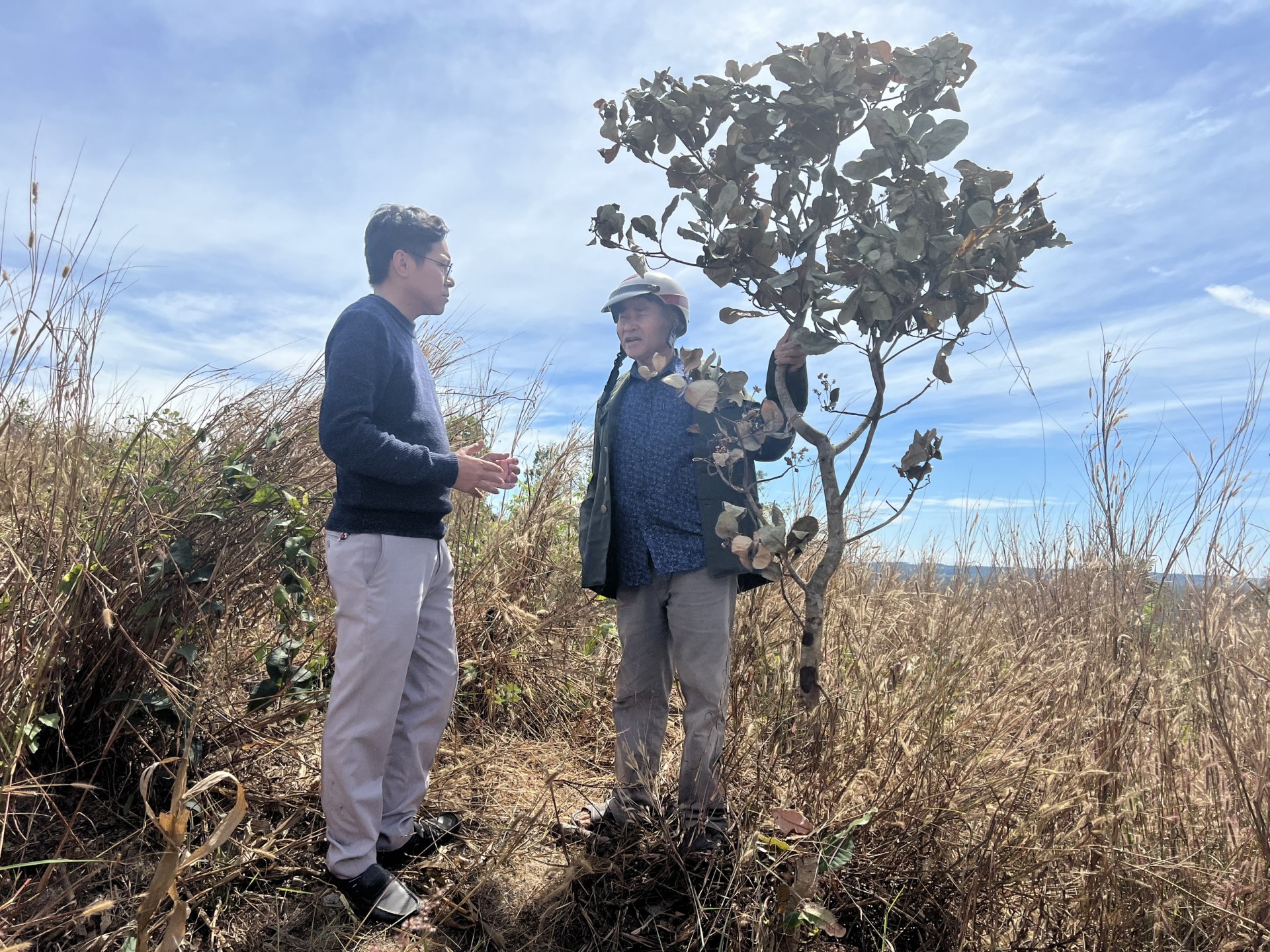 Hàng trăm cây điều ở Đắk Lắk bị kẻ giang chặt phá cận Tết Quý Mão