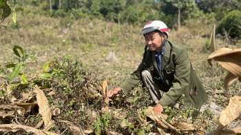 Đắk Lắk: Vườn điều vừa đầu tư hàng trăm triệu đồng, bị kẻ gian chặt phá trơ gốc