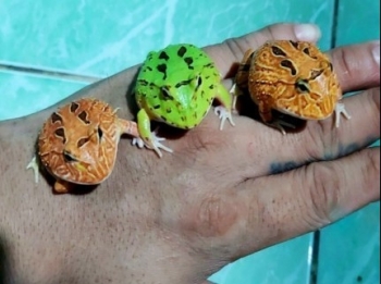 Bỏ tiền triệu để ngắm loài ộp ộp ngoài hành tinh, chuyên gia phong thủy hé lộ điều bất ngờ