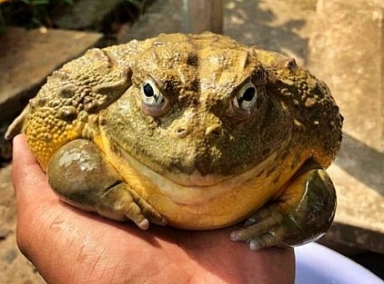 Ếch không phải là linh vật phong thủy và nuôi ếch cảnh không có tác dụng gì đối với phong thủy.