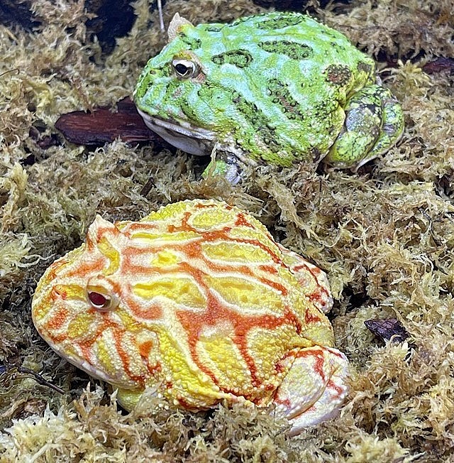 Những con ếch cảnh Pacman, Bullfrog có giá từ vài trăm đến vài triệu đồng những vẫn có nhiều người sẵn sàng mua về chơi.