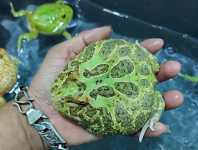 Nhiều người cho rằng chơi ếch cảnh để cầu may.