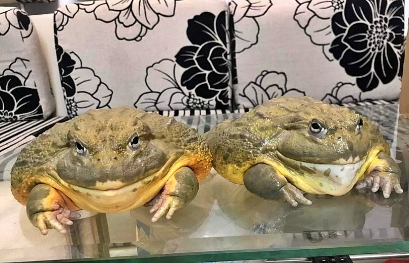 Nên coi việc chơi ếch cảnh là một thú vui để giải trí.