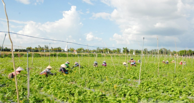 Công ty Fresh Mekong ở huyện Chợ Mới (An Giang) 