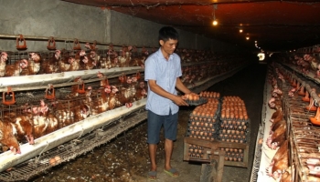 Nuôi giống gà đẻ la liệt trứng, sáng đẩy xe đi nhặt tối có ngay 10 triệu cầm tay