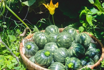 Bí quyết để nông dân phố có vườn bí đỏ siêu quả, thơm ngon trên sân thượng