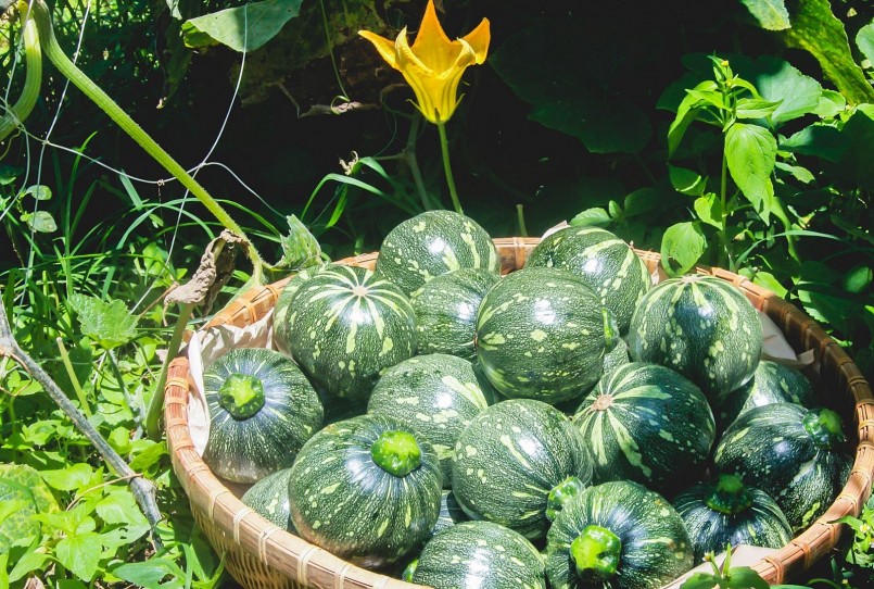 Cây bí ngô thuộc thân thảo, thường mọc lan trên đất hoặc leo giàn.