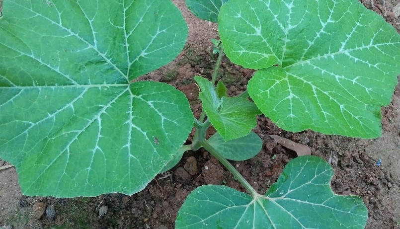 bí đỏ dễ trồng và không kén đất.