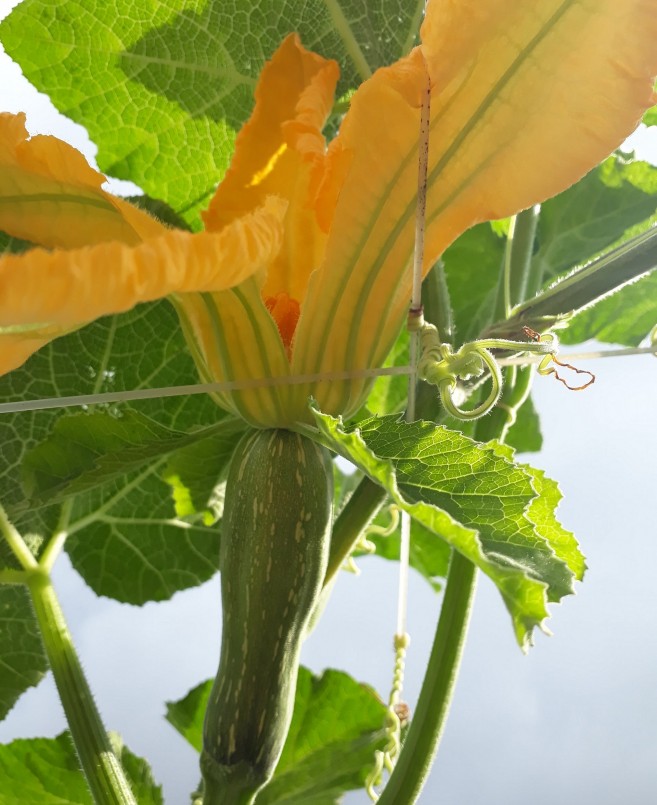 Chọn bông cái bằng cách bẻ hết cánh hoa đực, chừa nhụy, úp vào hoa cái vào sáng sớm để thực hiện thụ phấn.