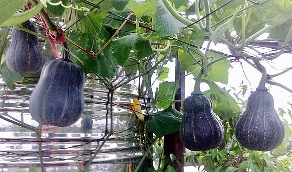 Quả bí đỏ rất giàu dinh dưỡng và tốt cho sức khoẻ của chúng ta.