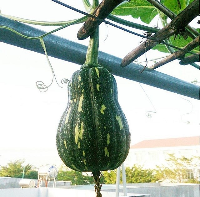 Sau 90 – 120 ngày là bí đỏ có thể thu hoạch được, nên thu hoạch khi quả chín.