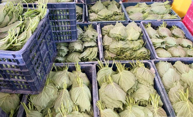 Trồng giống tía tô gì mà xanh ngắt cả cánh đồng, nông dân cứ cân lá là thu tiền