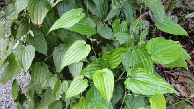 Loại cây có cái tên độc lạ, nghe như "đi bộ", là thảo dược chữa ho rất nhạy