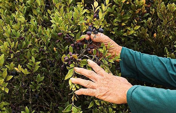 Quả trầm bầu có màu tím, vị ngọt mát, hơi chan chát.