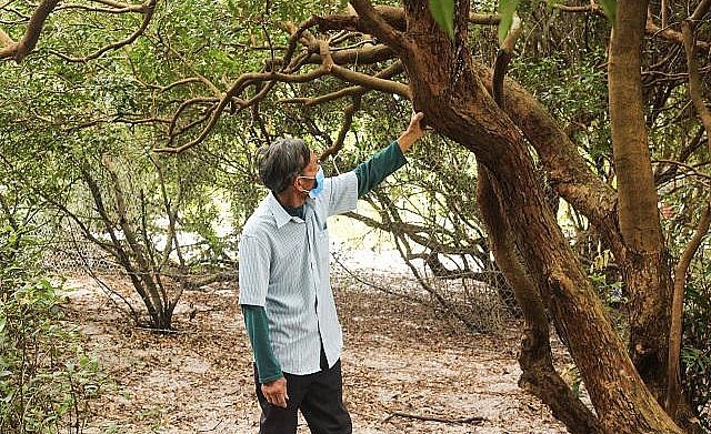 Rừng trâm bầu cổ thụ được dân làng bảo vệ như báu vật.