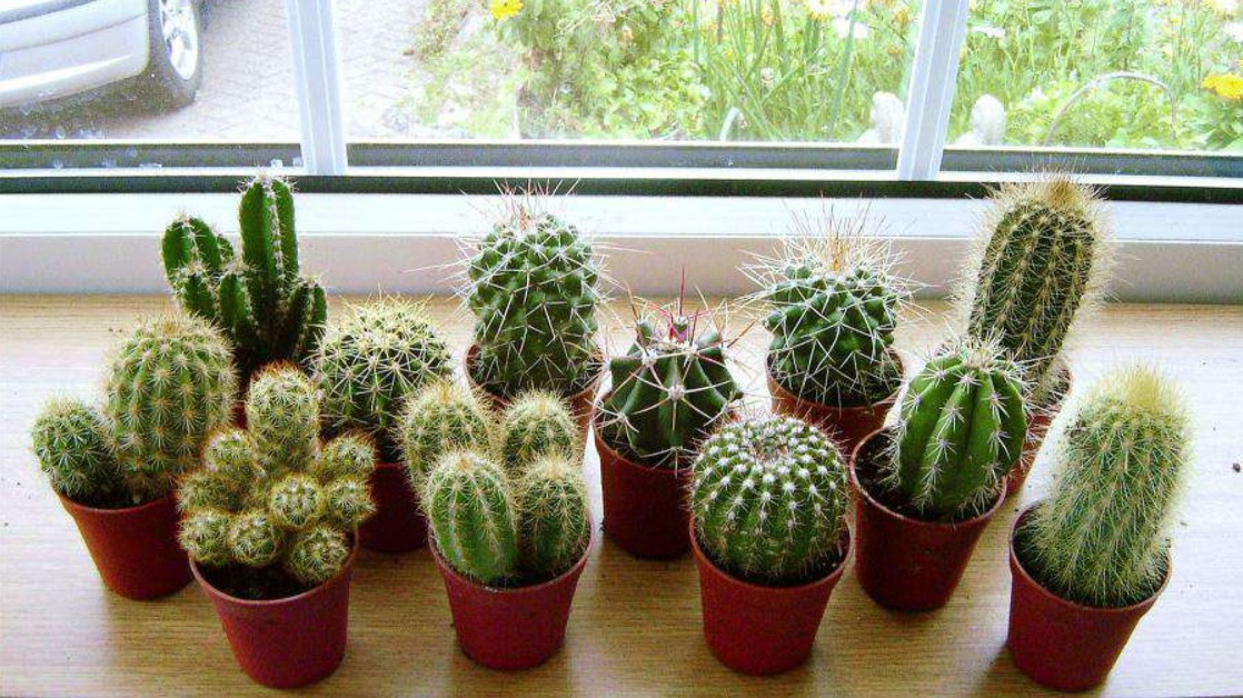 Tuổi Thìn hợp cây cảnh gì để mang lại nhiều may mắn, tài lộc cho gia chủ