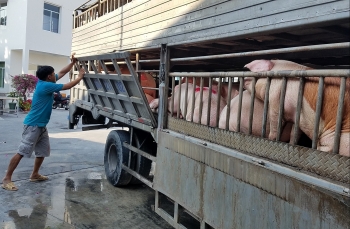 Giá heo hơi hôm nay (02/2) tăng giảm thất thường, những động lực kỳ vọng bứt phá