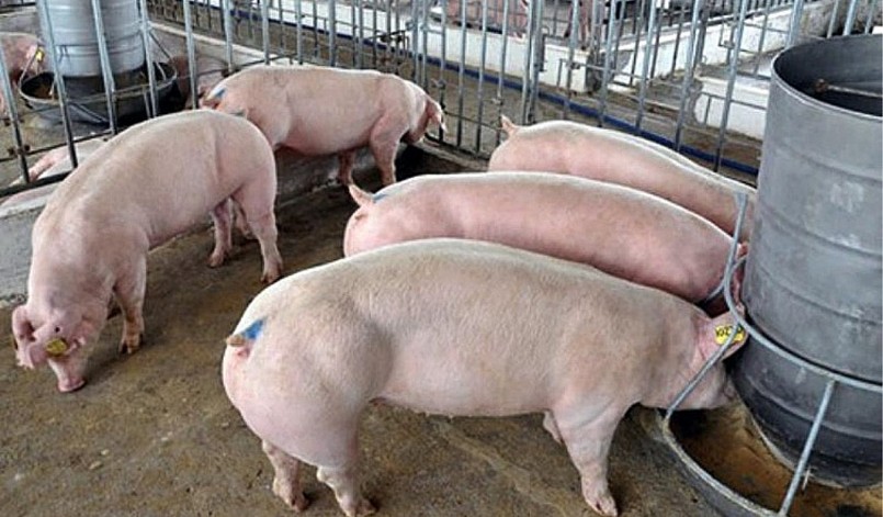 Giá heo hơi hôm nay đã có những chuyển động tăng giảm tại nhiều địa phương.