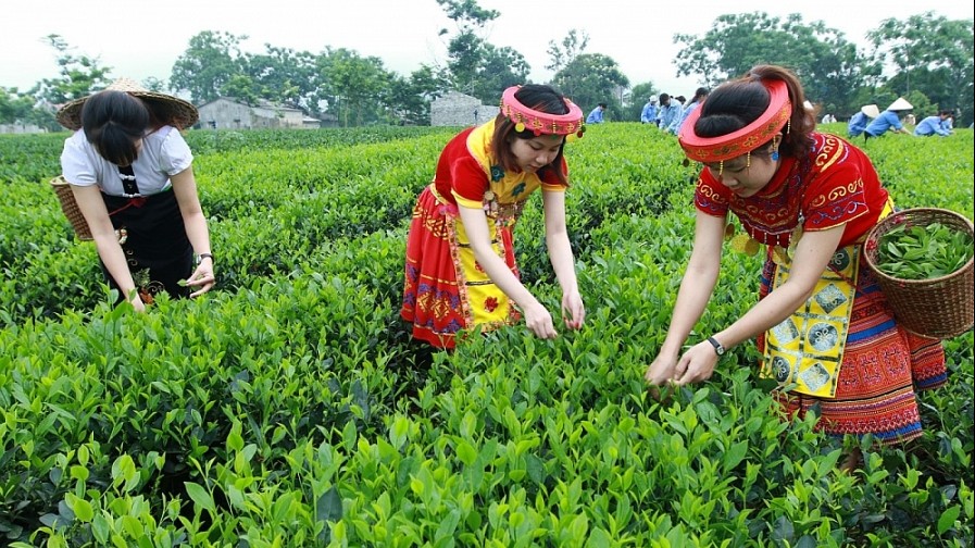 Xuất khẩu chè năm 2022 tăng cả lượng và kim ngạch