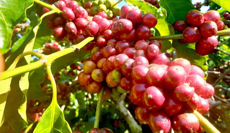 Giá nông sản hôm nay (02/2), giá cà phê hôm nay bất ngờ giảm mạnh trở lại. 