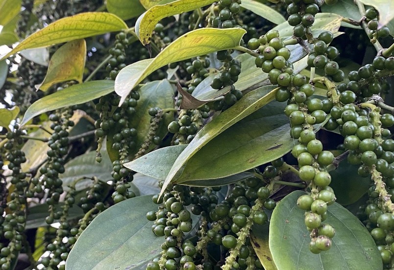 Giá nông sản hôm nay (02/2) giá tiêu tại thị trường nội địa đồng loạt tăng 500 đồng/kg so với hôm qua.