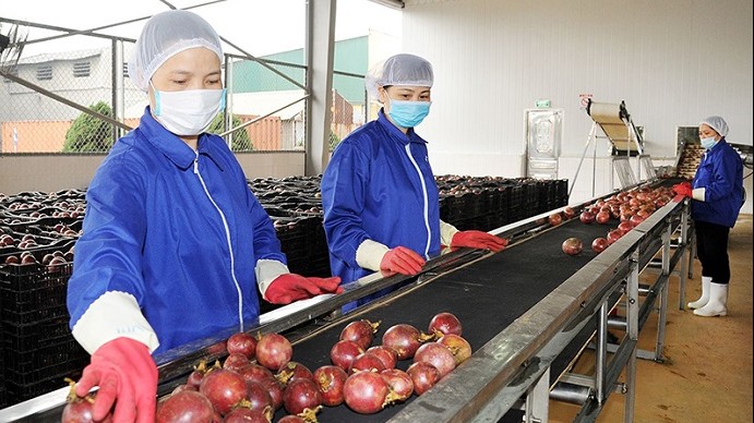 Hàng hóa xuất khẩu sang EU không được có chất gây rối loạn nội tiết, ung thư