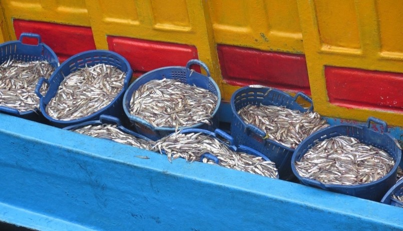 Những chuyến tàu trở về sau một đêm mang đầy ắp cá cơm.