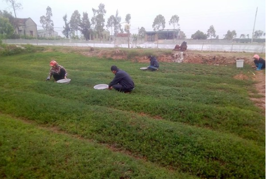 Vườn rau nhót của gia đình chị Lê Thị Phú ở xóm 12, xã Quỳnh Thanh (Quỳnh Lưu) Vườn rau nhót của gia đình chị Lê Thị Phú ở xóm 12, xã Quỳnh Thanh (Quỳnh Lưu)