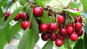 4 loại quả dù đắt cũng nên mua ăn vì có giá trị dinh dưỡng cao, rất tốt cho sức khỏe