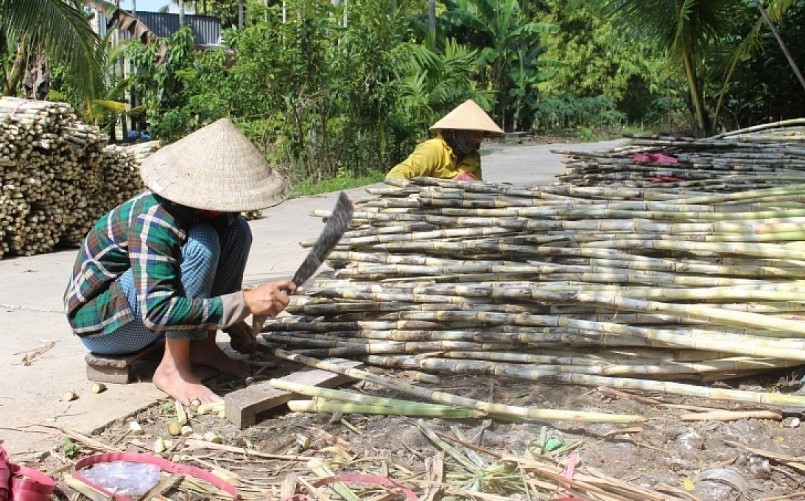 Năm nay chi phí mua mía giống và thuê nhân công lao động tăng gần 30% so với vụ mía trước.