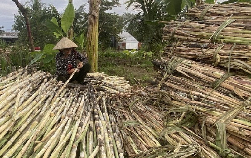 Vụ trước giá mía tăng cao nên hiện nay người dân ở \'thủ phủ\' mía Phụng Hiệp đang tích cực mở rộng diện tích trồng mía.