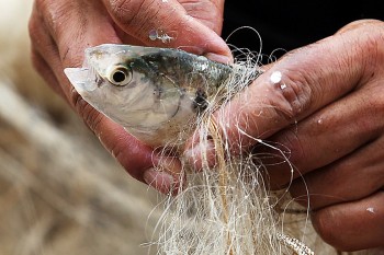 Loài cá do chim ngói hóa thành xưa ít người ăn, giờ thành đặc sản được dân thành phố ưa chuộng 120.000 đồng/kg