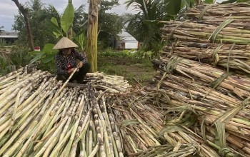 Giá mía tăng cao, dân ồ ạt trồng bán mía chục, nguy cơ vỡ quy hoạch ‘thủ phủ’ mía