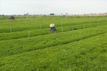 Loại rau dại được gọi là lộc trời bỗng trở thành đặc sản, nhà nông thu hàng trăm triệu đồng/ha